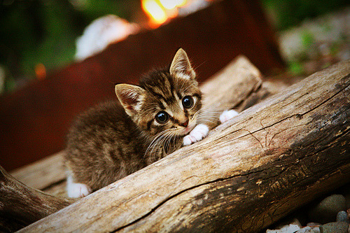 压迫式防守对快攻得分转化率的影响，压迫式是什么动作