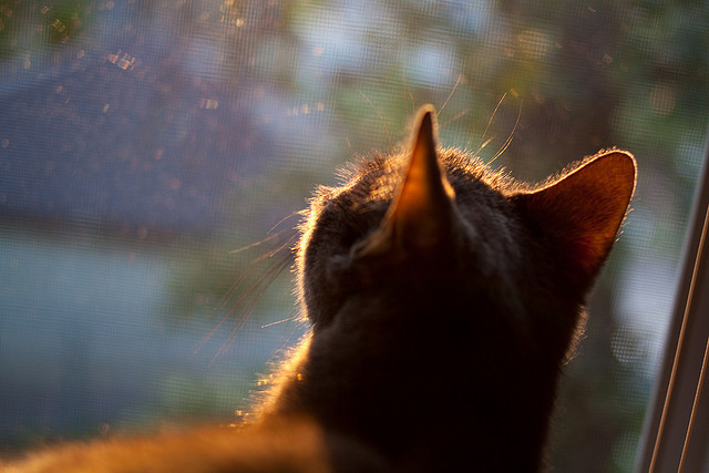 压迫式防守对快攻得分转化率的影响，压迫式是什么动作