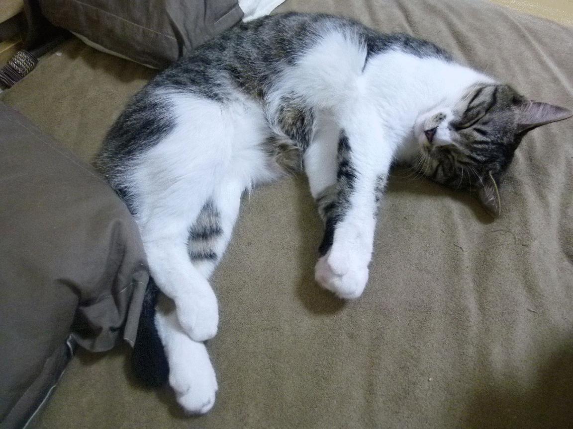 国家队罚球命中率为何年年拉垮，中国队罚球命中率