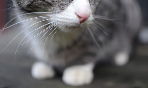 波兰队在国际乒联混合团体世界杯中的全面表现与成绩亮点,波兰国家队世界排名