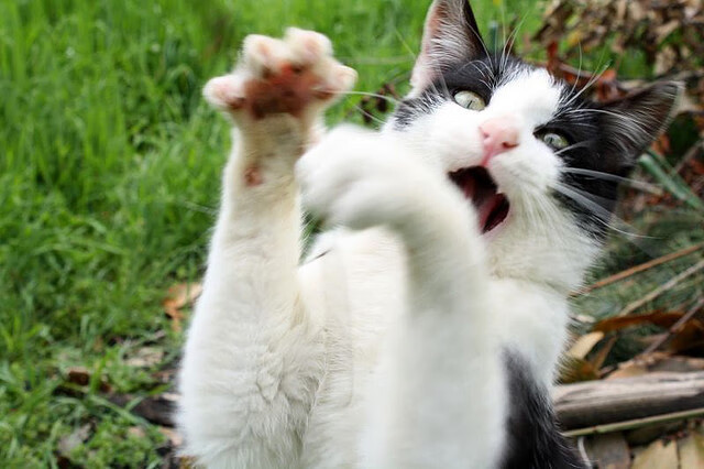 青训体系未形成职业适配型技战术模型